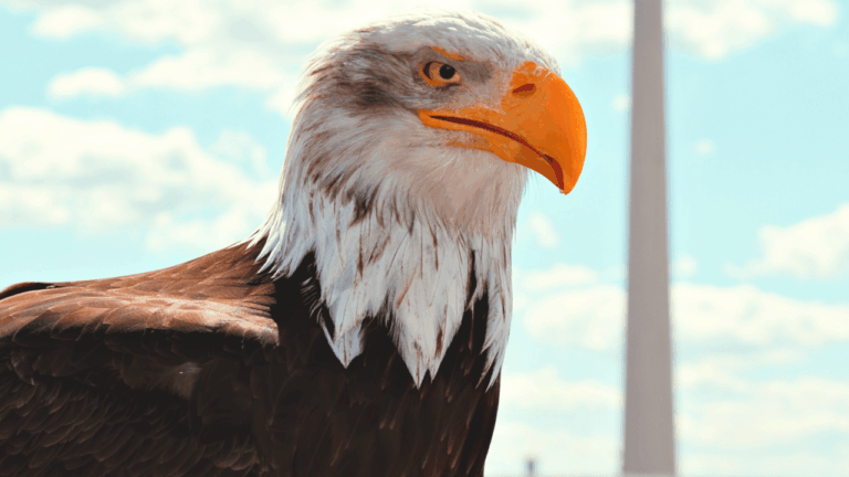 Adler Moki